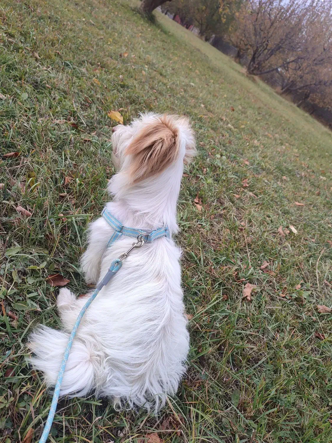 سگ خانگی نژاد ترییِر|سگ|سیلوانه, |دیوار