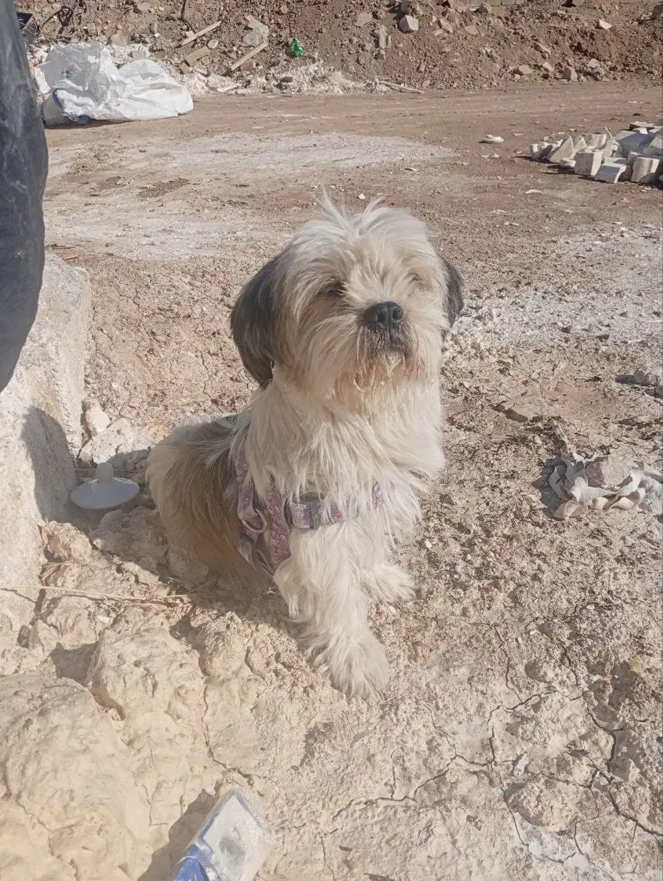 فروش|سگ|قهدریجان, |دیوار