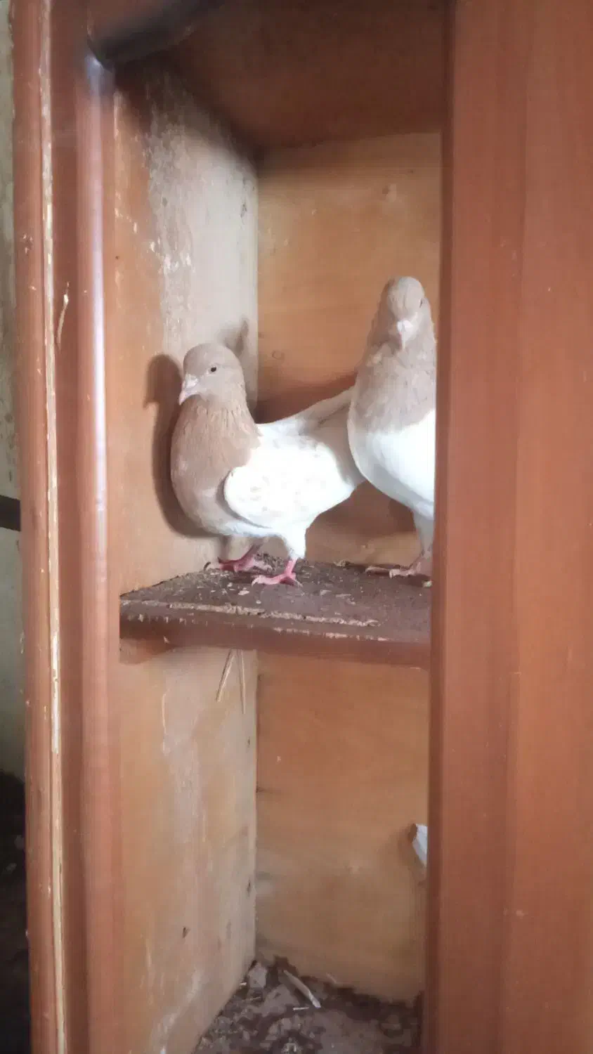 کفتر|پرنده|میاندوآب, |دیوار