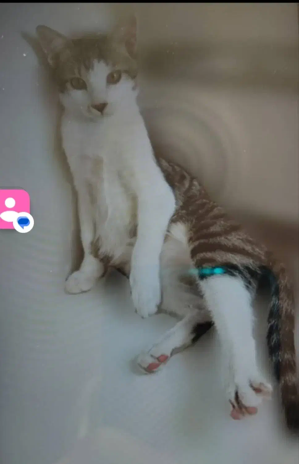 واگزازی گربه خانگی|گربه|کامیاران, |دیوار