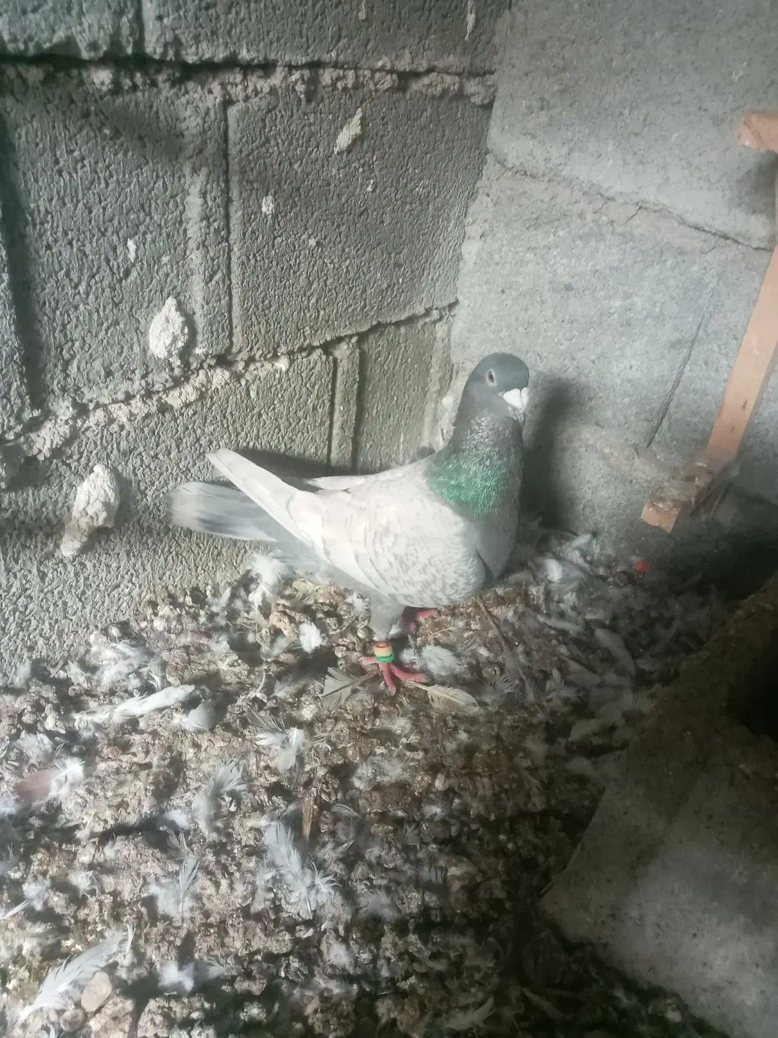 کبوتر نر درجه یک|پرنده|برازجان, |دیوار