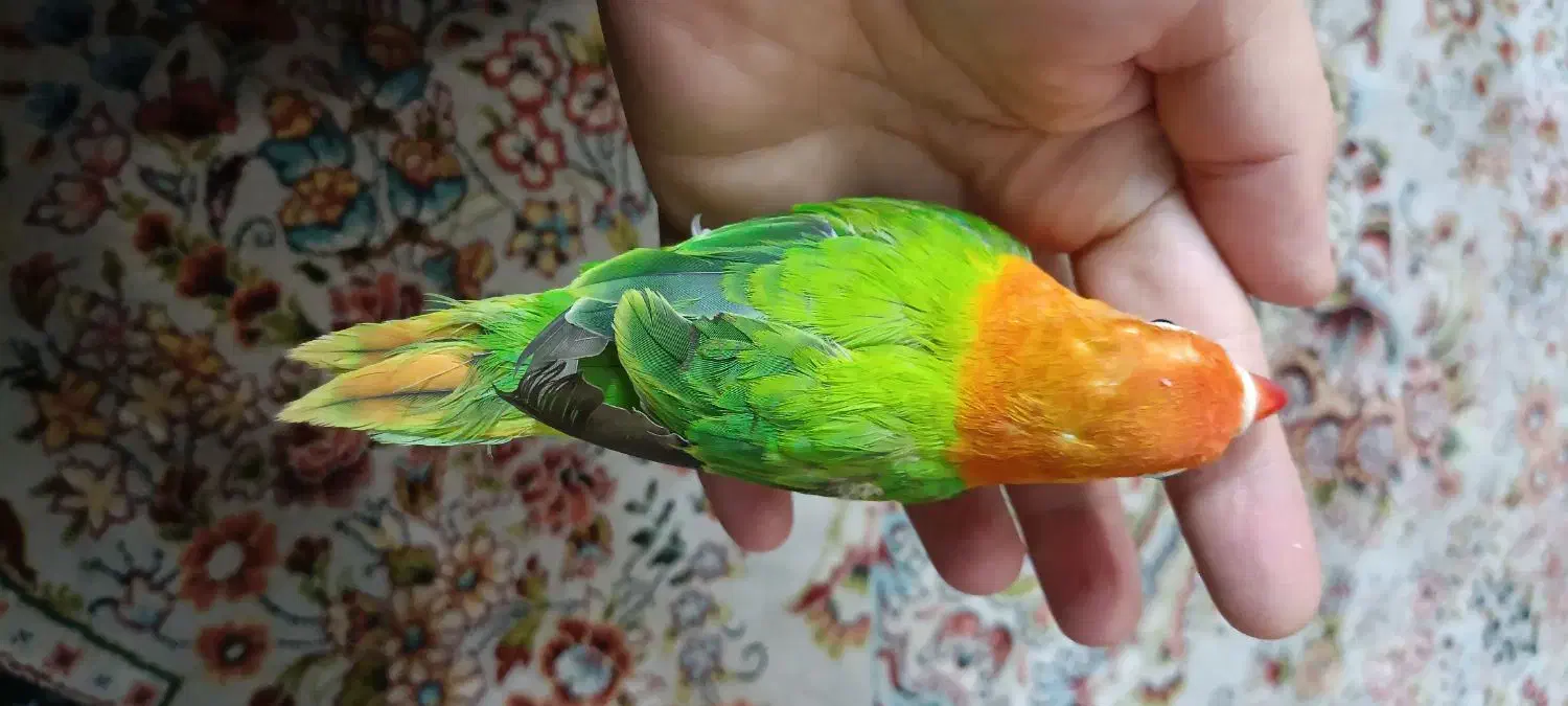 طوطی برزیلی نر|پرنده|ری, دولت‌آباد|دیوار