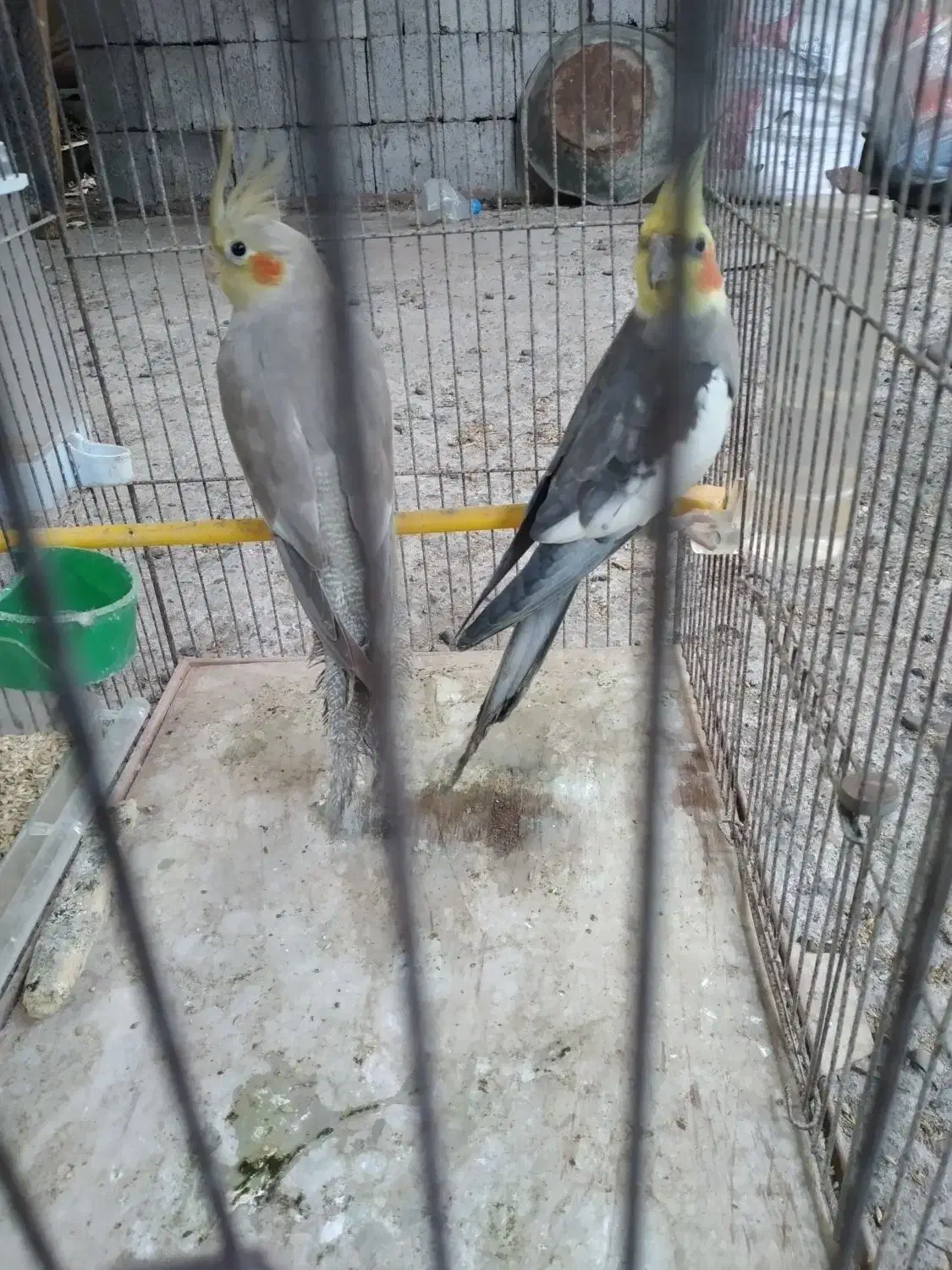 عروس هلندی|پرنده|رشت, منظریه|دیوار