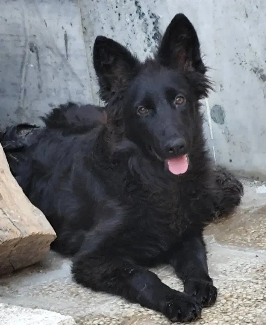 توله ژرمن بلک موبلند|سگ|شیراز, شهرک بزین|دیوار