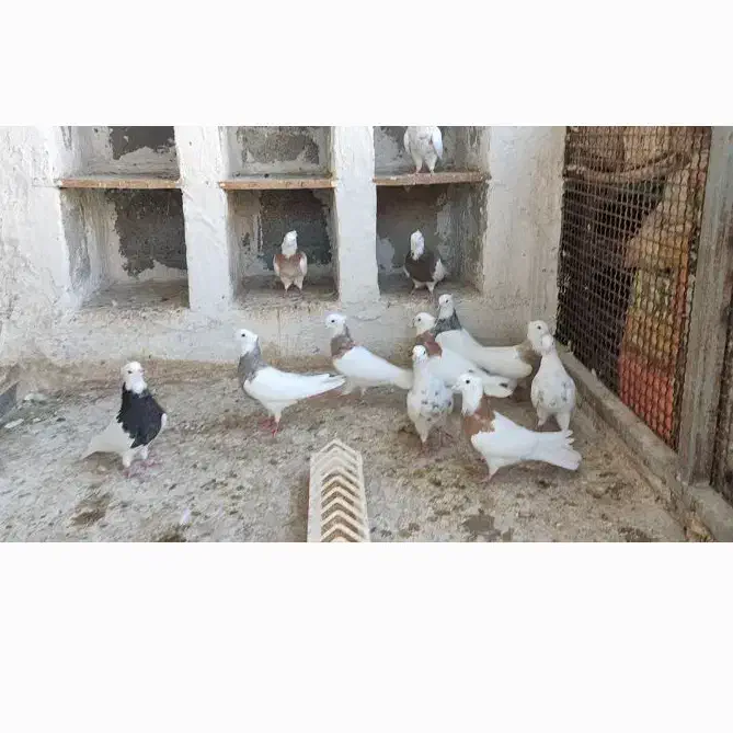 طوقی|پرنده|شیراز, دروازه اصفهان|دیوار