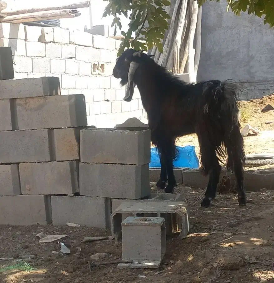 دوبر جوان|حیوانات مزرعه|داراب, |دیوار