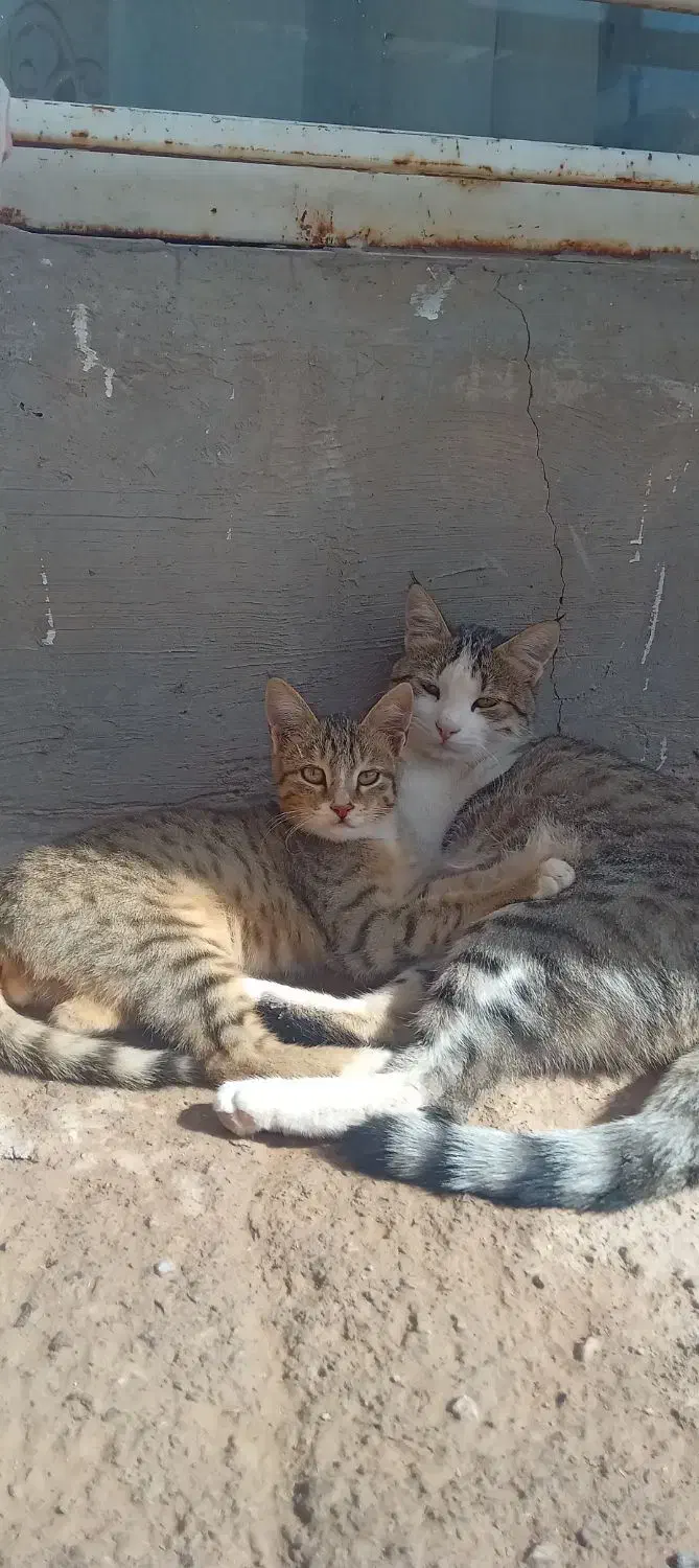 گربه اروپایی خالدار فروشی|گربه|تربت جام, میان جام|دیوار