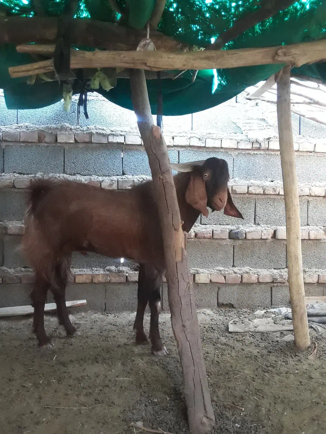 تروشت|حیوانات مزرعه|بمپور, |دیوار