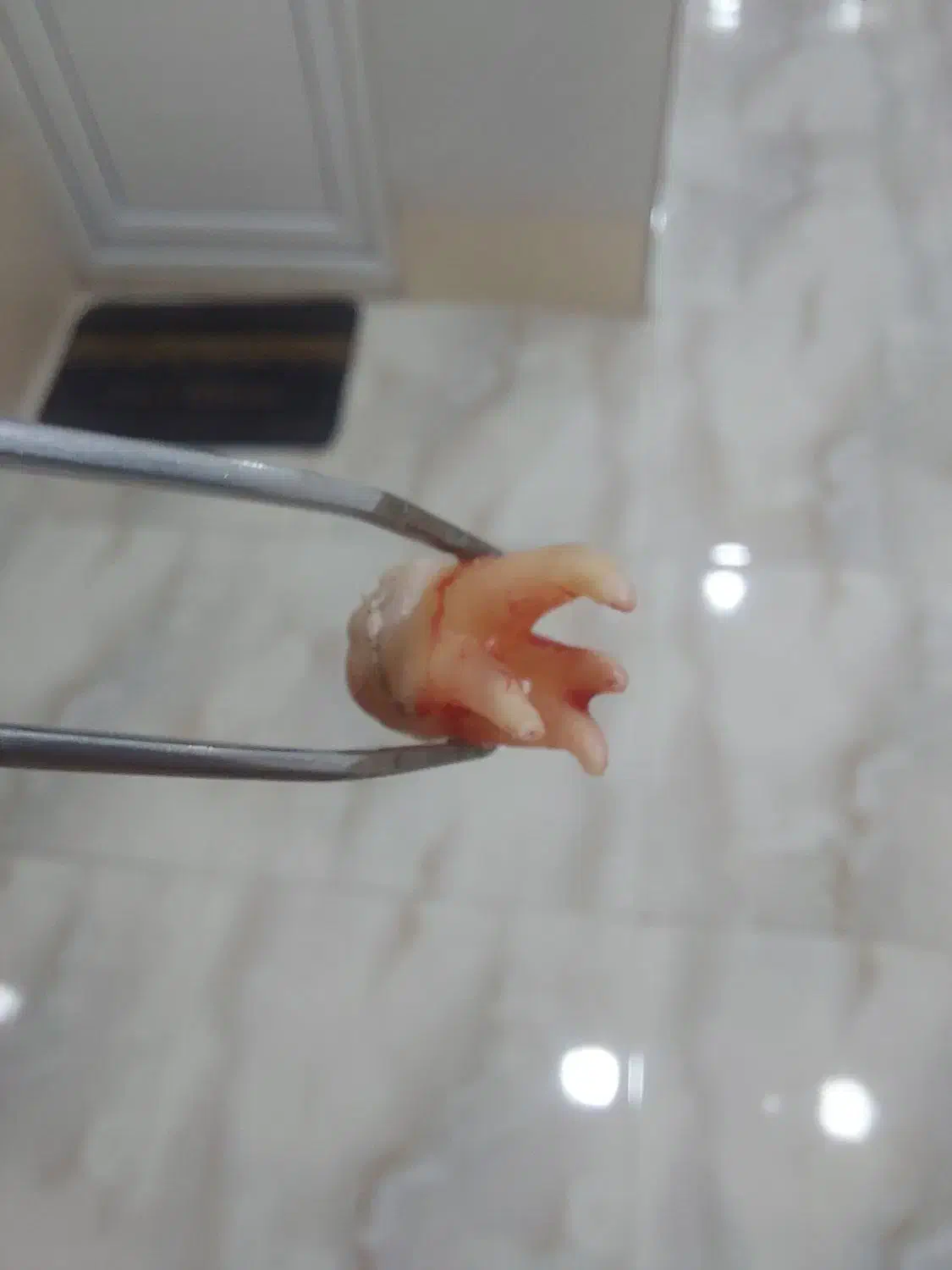 خدمات دندانپزشکی با قیمت استثنایی|فعالیت داوطلبانه|بوشهر, |دیوار