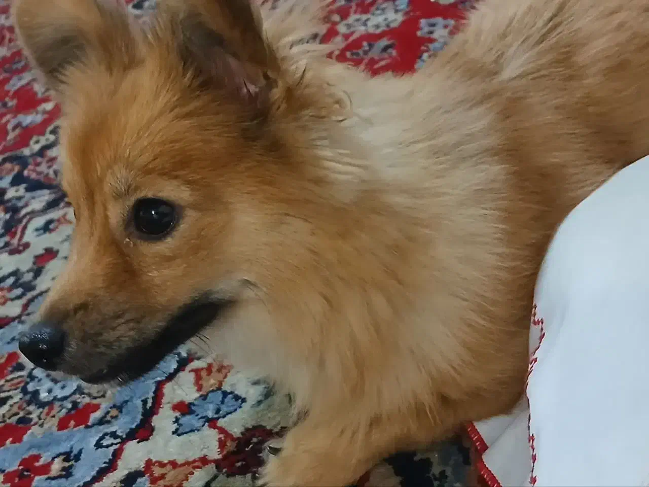 سگ پامر|سگ|قم, نخودی|دیوار