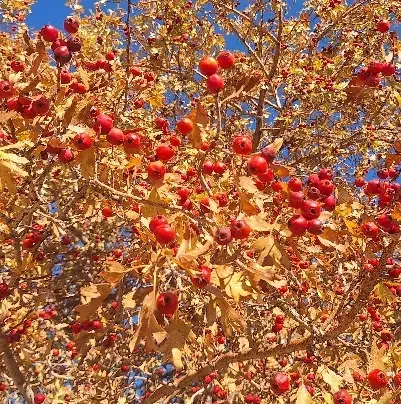 زال زالک (بلچ)|خوردنی و آشامیدنی|دهگلان, |دیوار