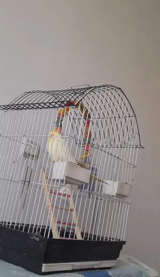 قفس|لوازم جانبی حیوانات|بم, |دیوار