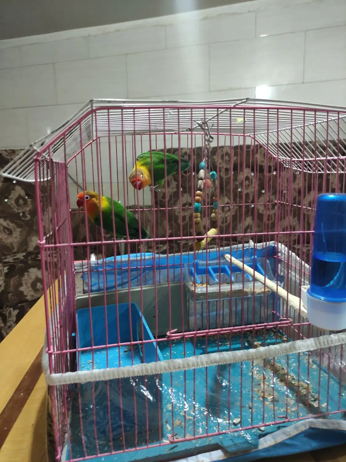 دو عدد توتوی برزیلی|پرنده|بستان آباد, |دیوار