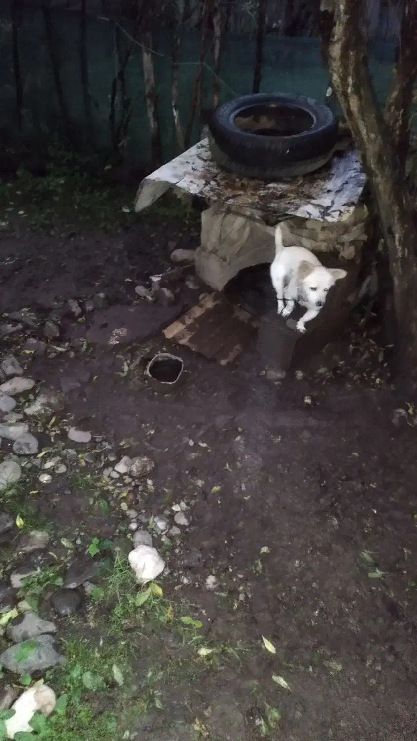 سگ اشپیتز|سگ|سنگر, |دیوار