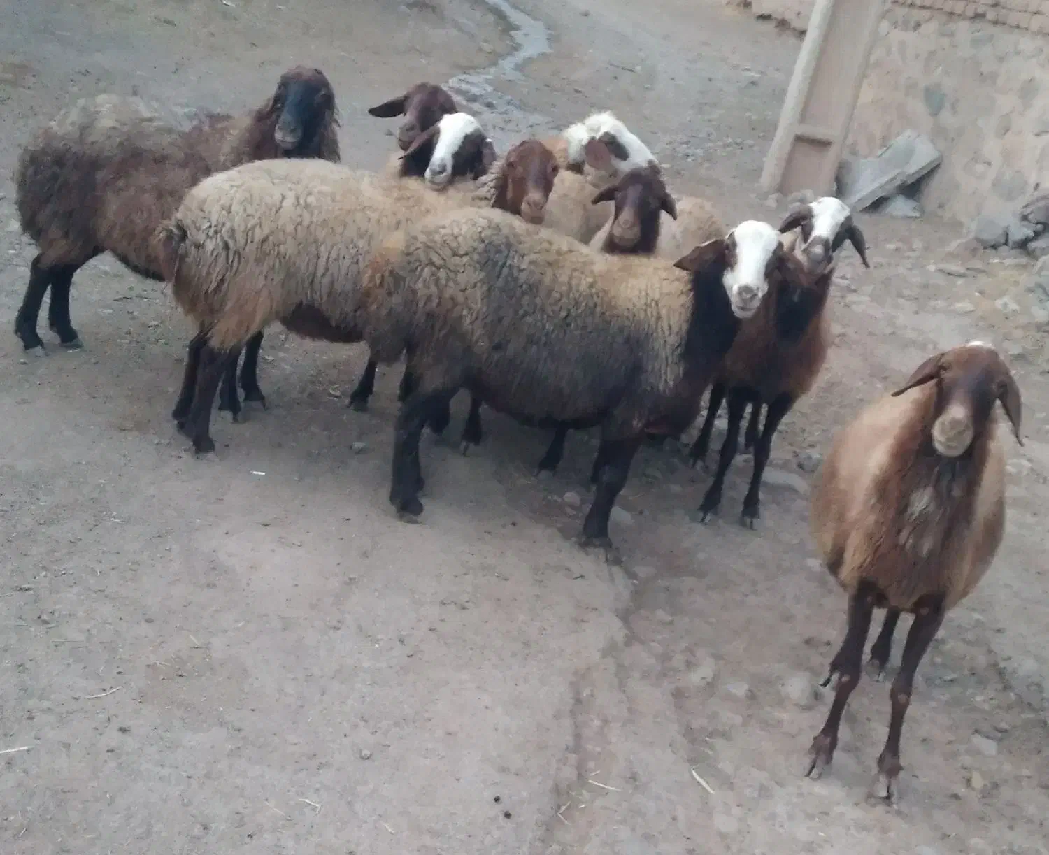 گوسفند|حیوانات مزرعه|سنندج, |دیوار