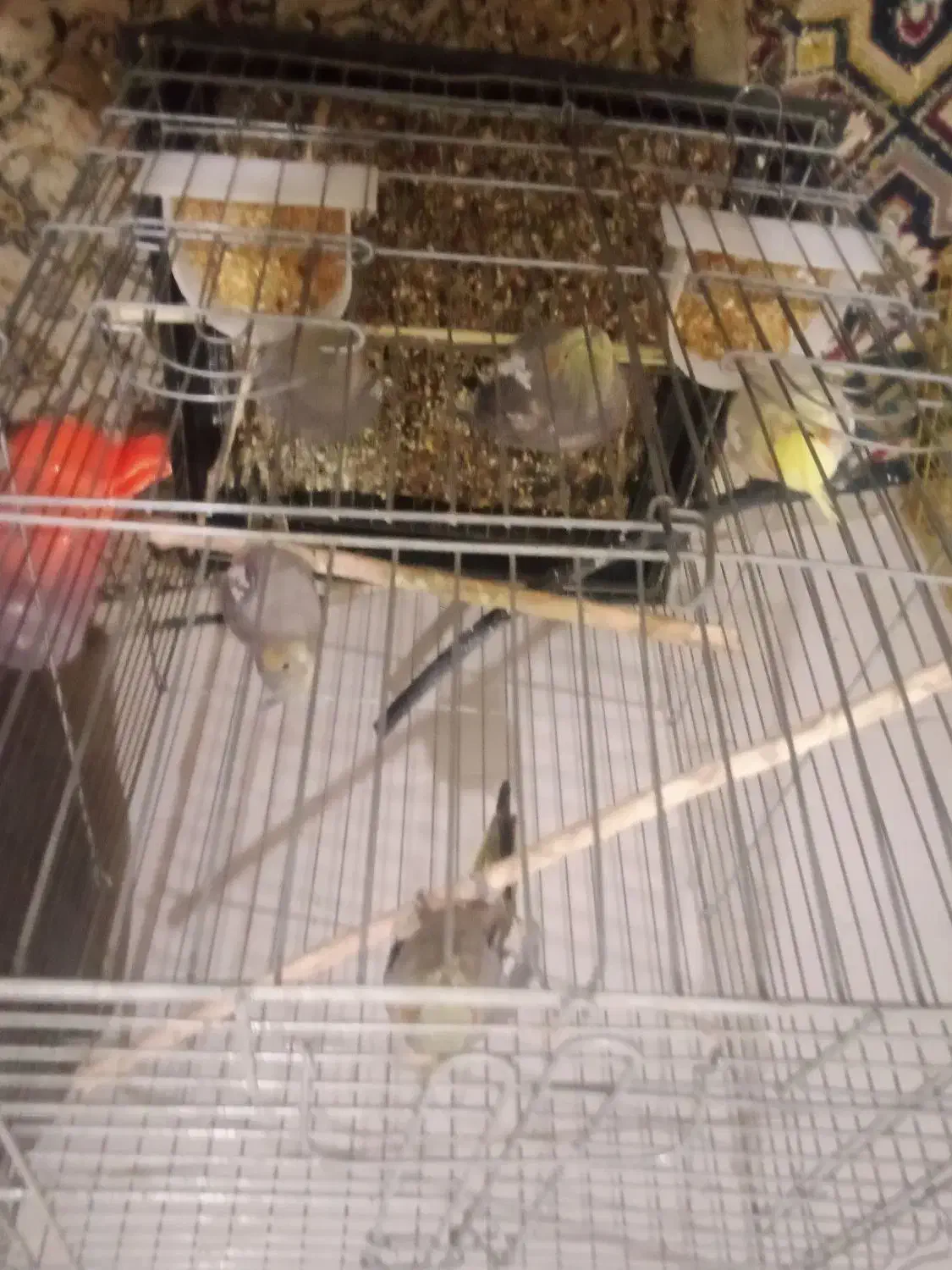 معاوض با کفتر زاغ دم سفید یا چادوری و|پرنده|قرچک, قشلاق جیتو|دیوار