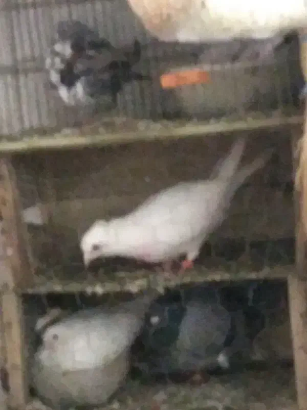 کبوتر پیدا شده کاکل|حیوانات|آستانه اشرفیه, |دیوار