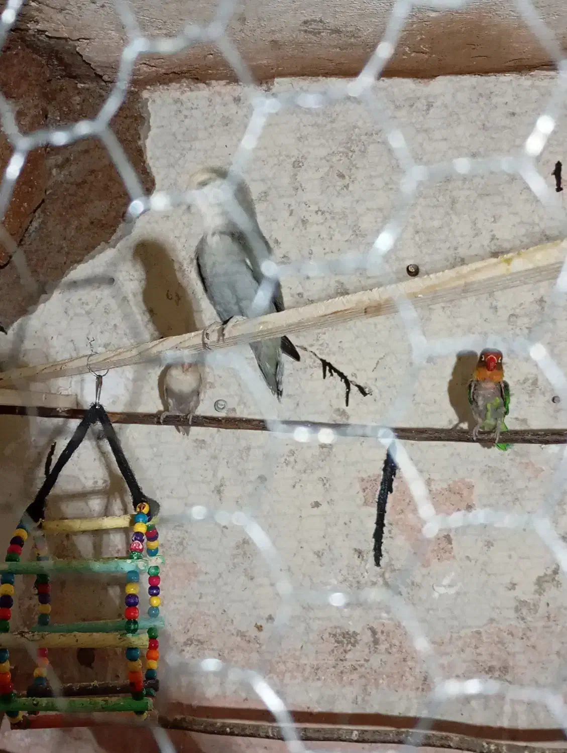 معاوضه جفت برزیلی مولد|پرنده|هشتگرد, تهران دشت|دیوار