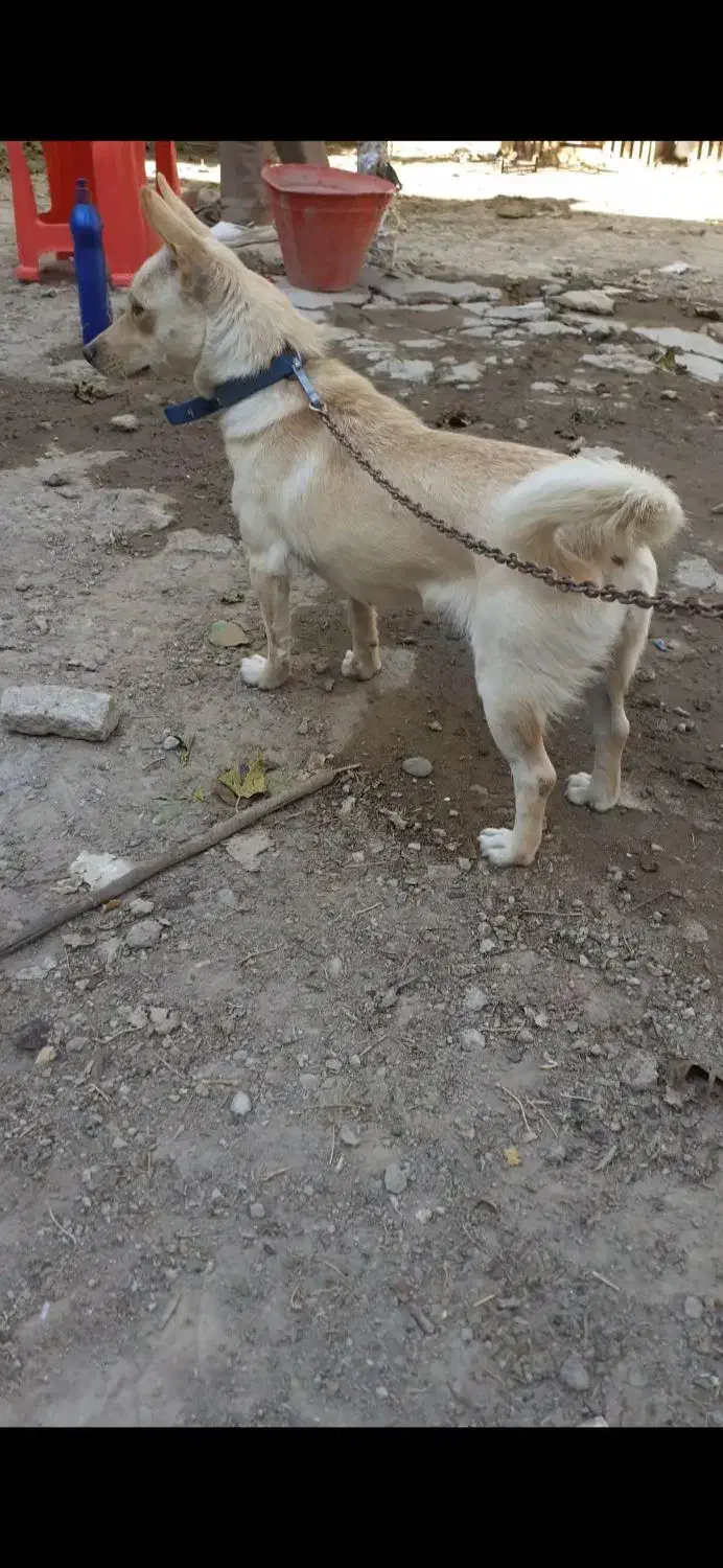 پاکوتاه باردار شیواوا کورگی ریز، نگهبان ،گوش سیخ|سگ|ملکان, |دیوار