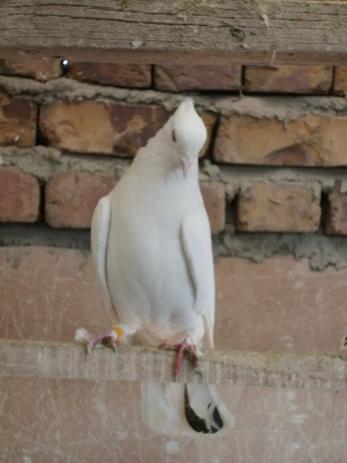 کفتر بی نظیر|پرنده|وحیدیه, |دیوار