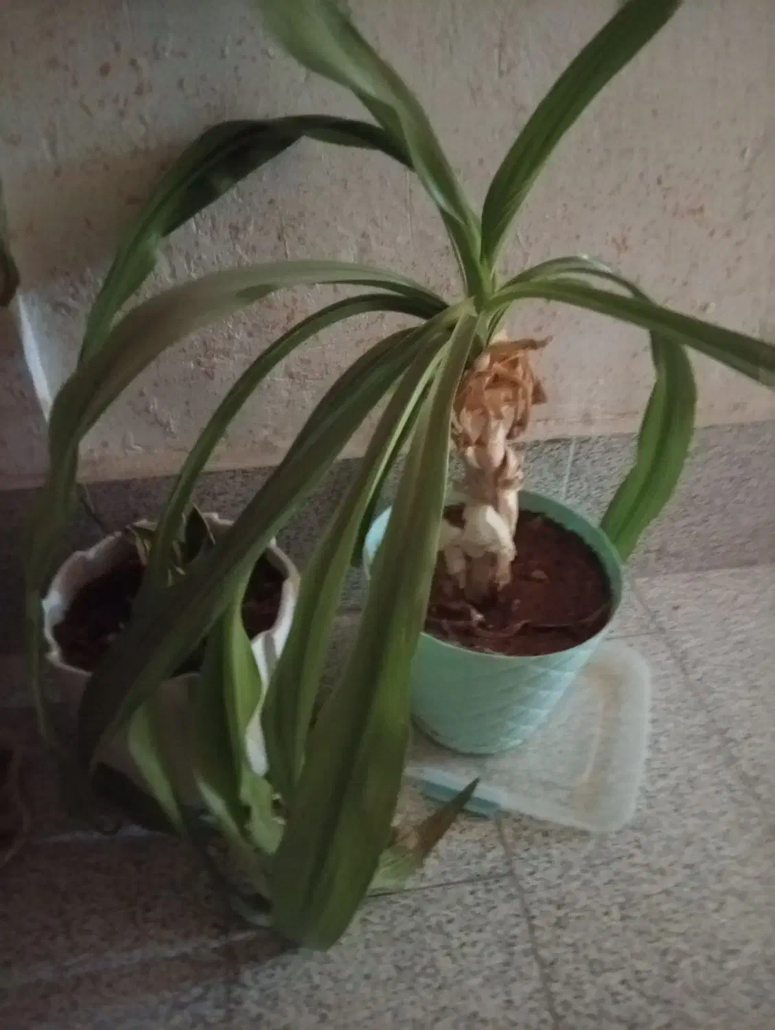 گل ها|گل و گیاه طبیعی|کازرون, |دیوار