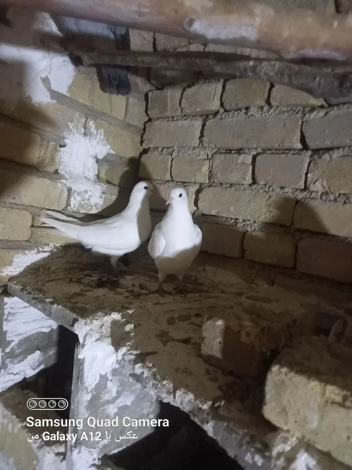 کبوتر|پرنده|جوکار, |دیوار