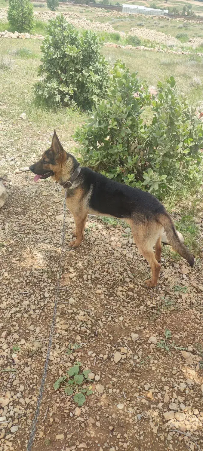 سگ گمشده|حیوانات|شیراز, قالیشویی|دیوار