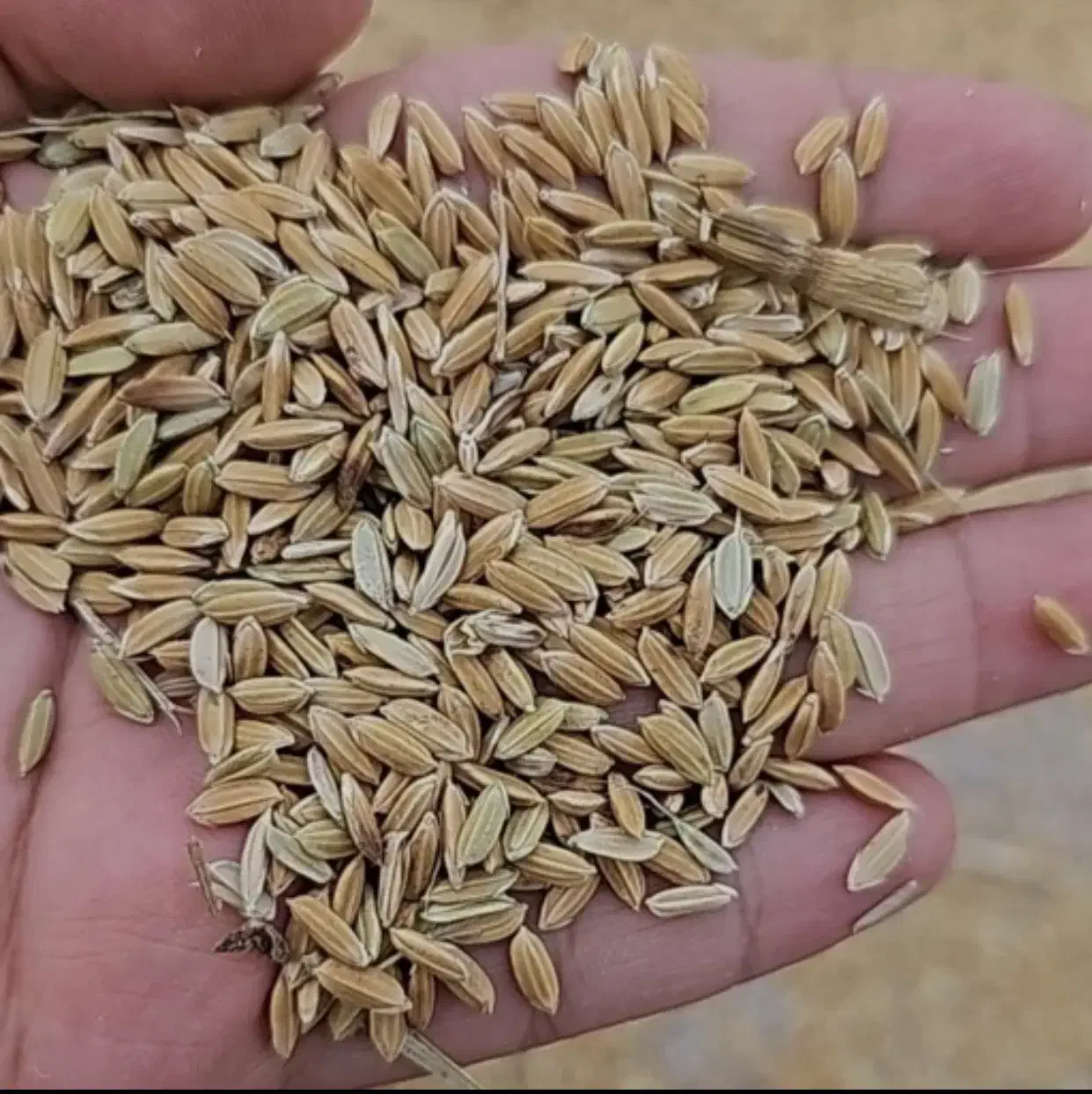 چلتوک|خوردنی و آشامیدنی|مرودشت, دولت آباد|دیوار