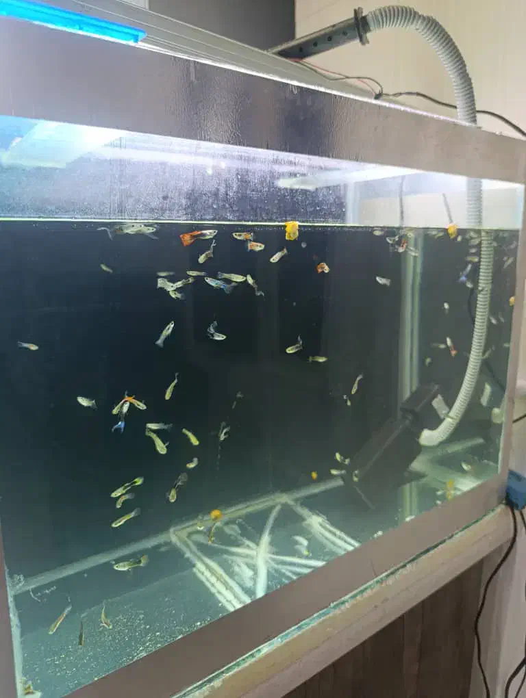 ماهی گوپی بالغ مفت دونه ۱۵|ماهی|هشتگرد, فاز ۳ مهستان|دیوار