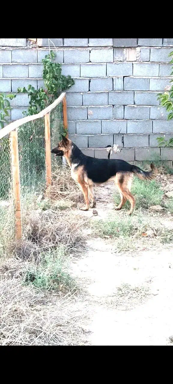 واگذاری سگ ژرمن شپرد|سگ|شاهرود, |دیوار