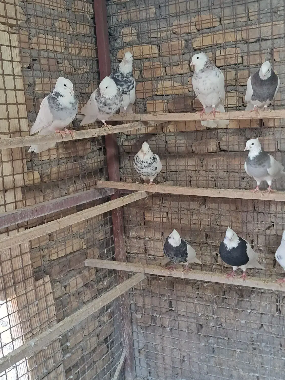 طوقی آجری .الماسی .شکلاتی|پرنده|زارچ, |دیوار