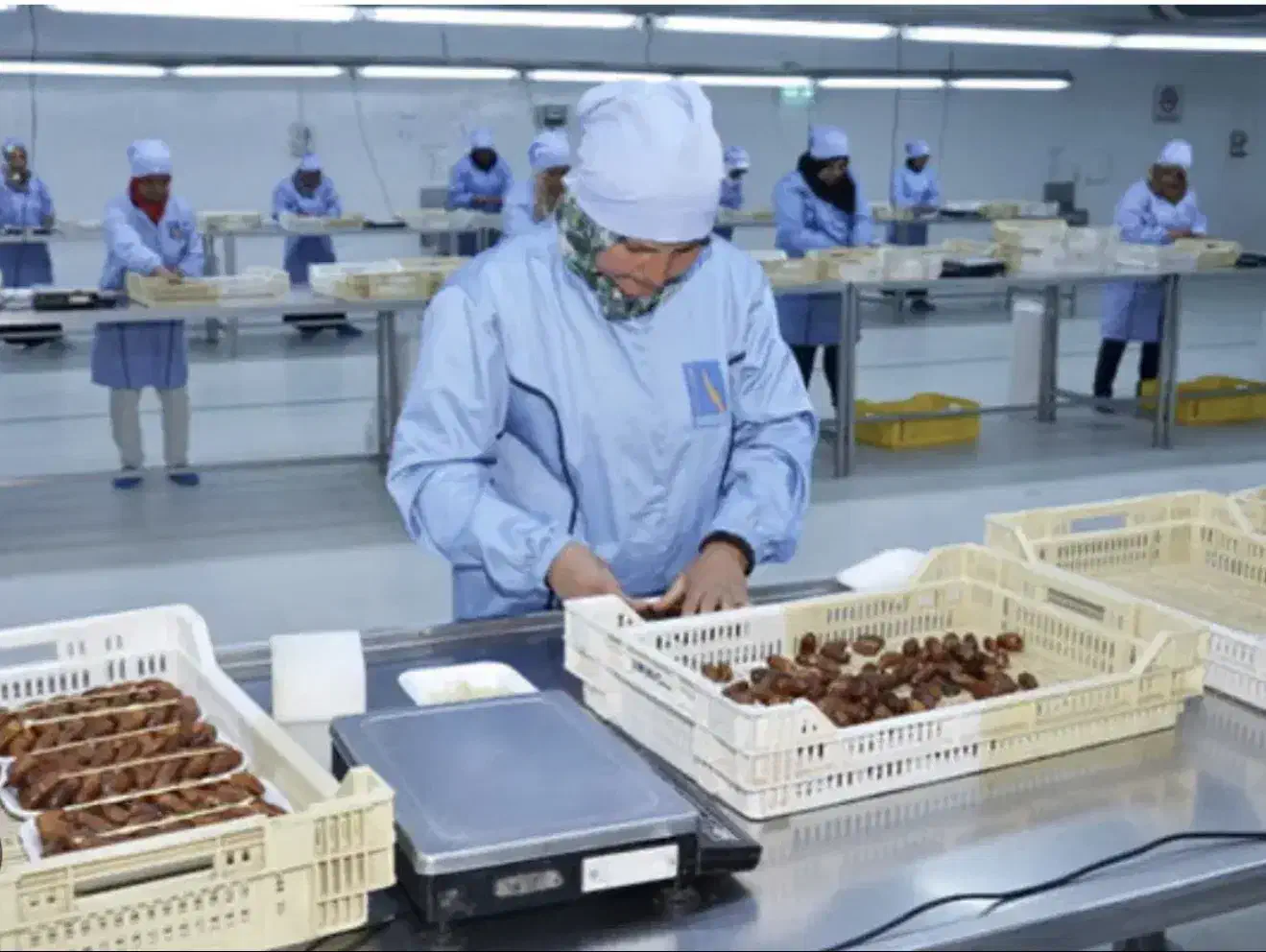 استخدام همکار خانم بسته بندی خرما|استخدام صنعتی، فنی، مهندسی|مشهد, خواجه ربیع|دیوار