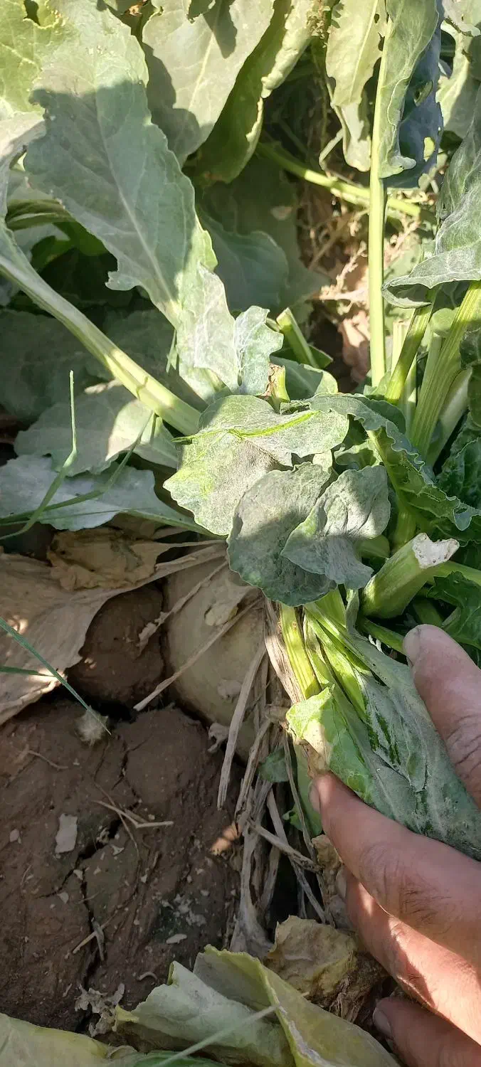 پیش فروش چغندر ولایتی مخصوص دام|خدمات باغبانی و درختکاری|زاوه, |دیوار