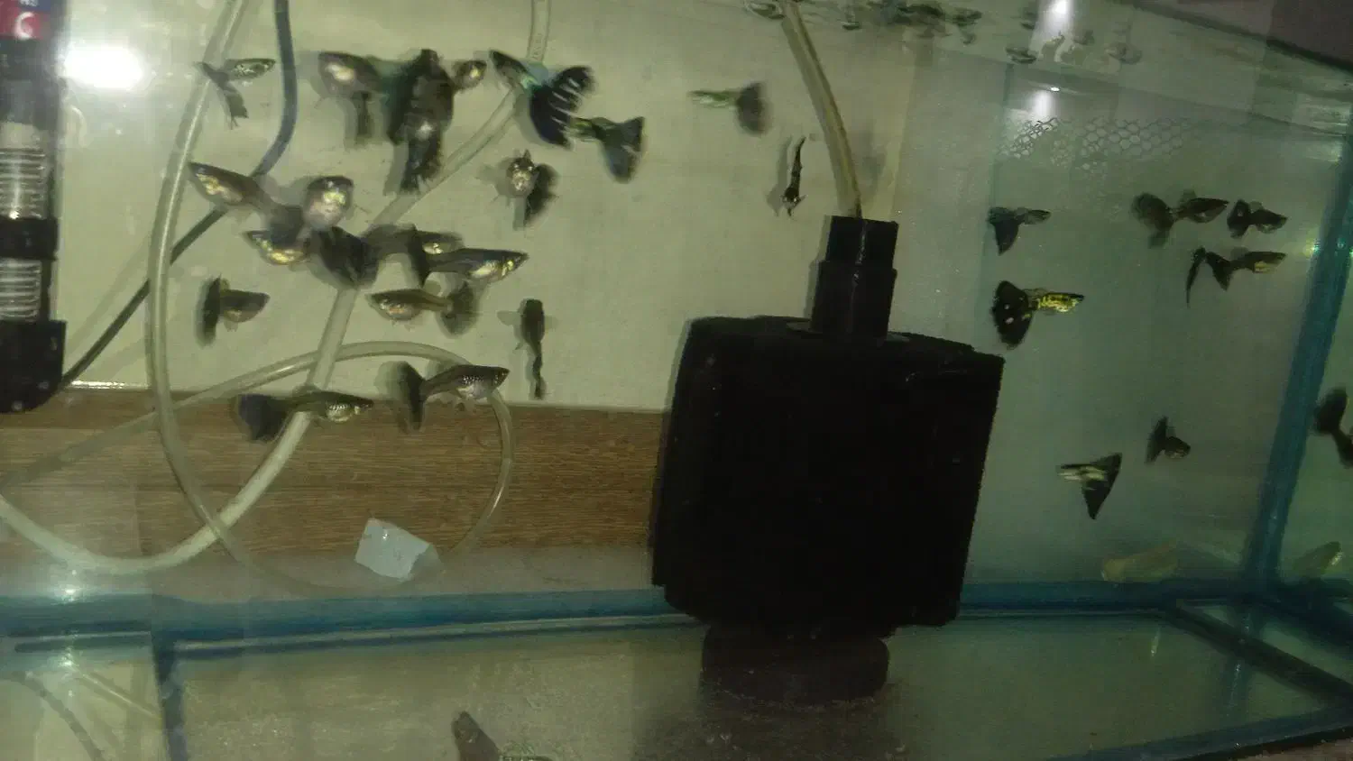 ۲۰ عدد ماهی گوپی بلو ایگل نژاد خاص و کمیاب درشت|ماهی|تهران, والفجر (افسریه)|دیوار