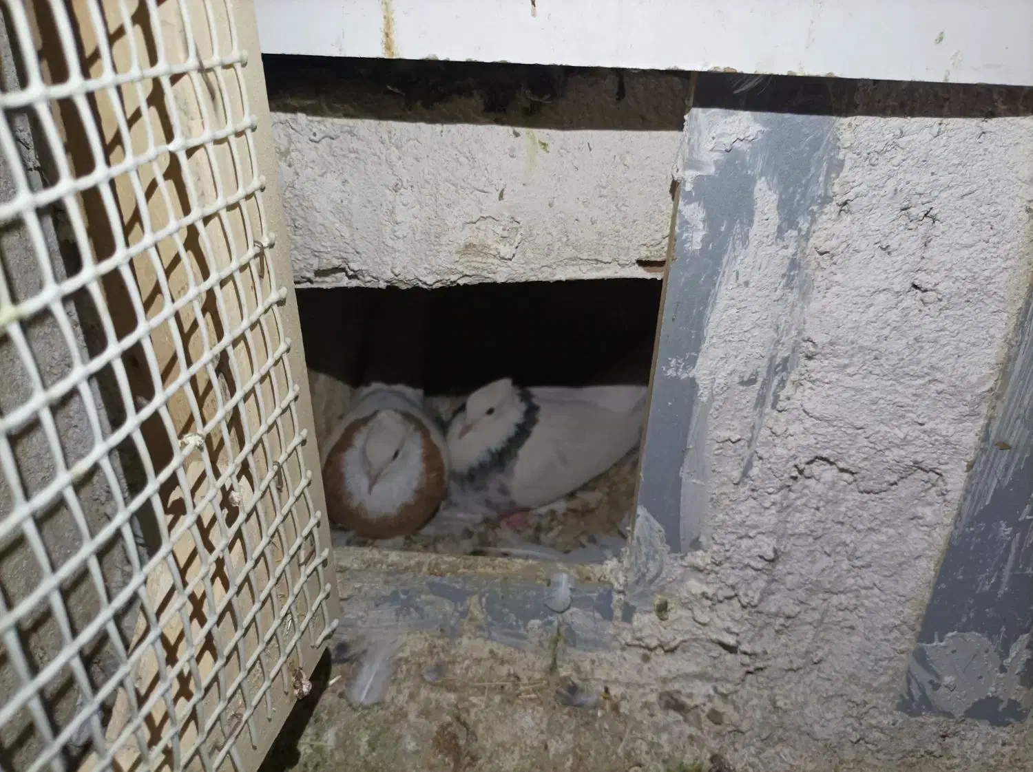 چهارجفت همراه جوجه|پرنده|بیجار, |دیوار