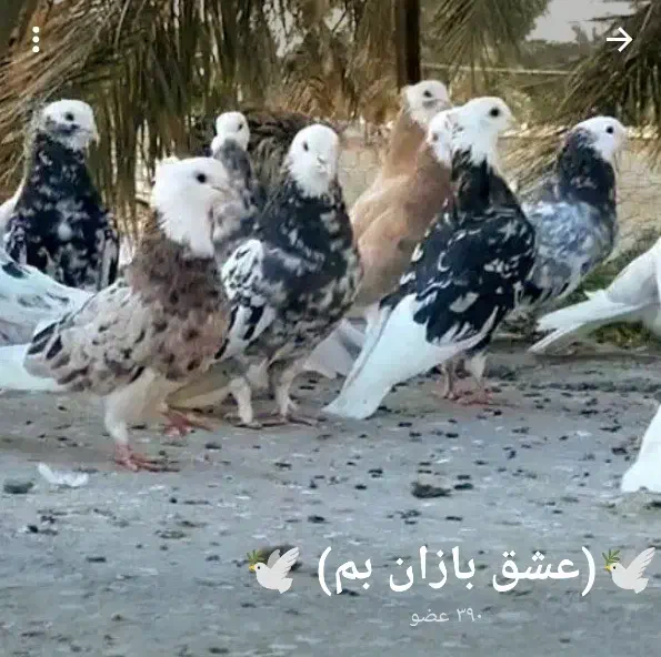 خرید فروش همه نوع پرنده ای موجوده|پرنده|بم, |دیوار