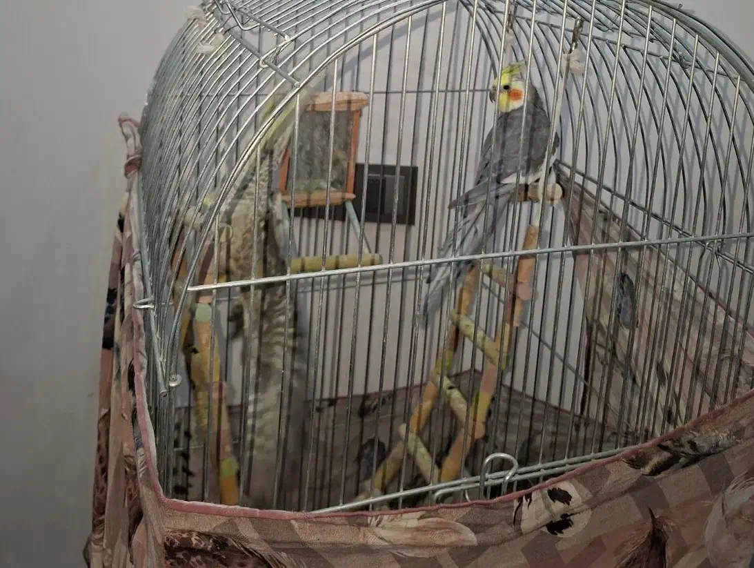 یک جفت عروس هلندی|پرنده|قم, هنرستان|دیوار