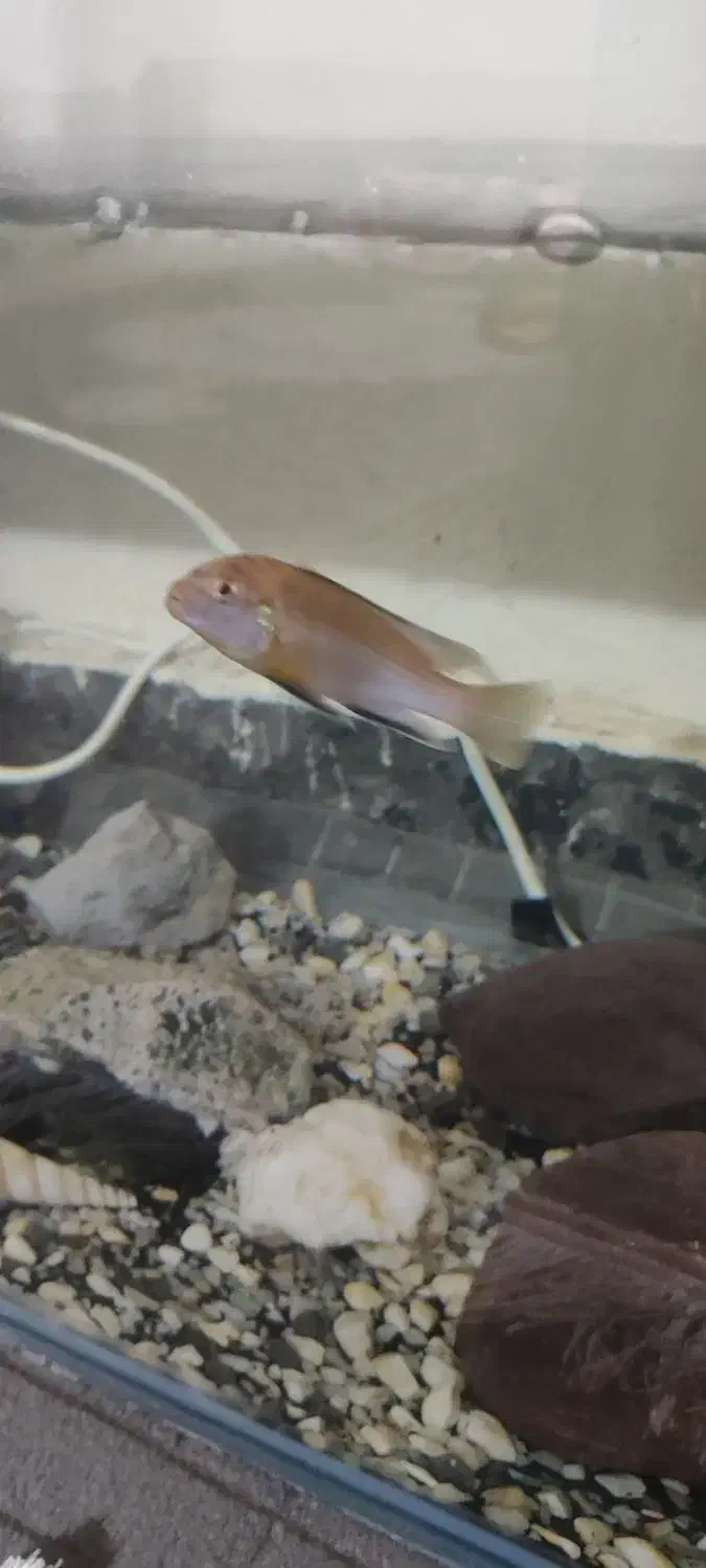 ماکرو|ماهی|بندرعباس, |دیوار