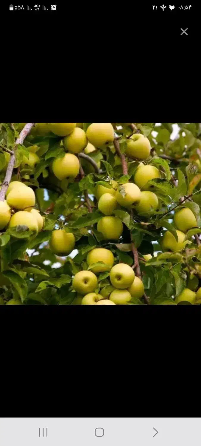 باغ میوه سنقر آباد|فروش دفتر صنعتی، کشاورزی، تجاری|رامجین, |دیوار