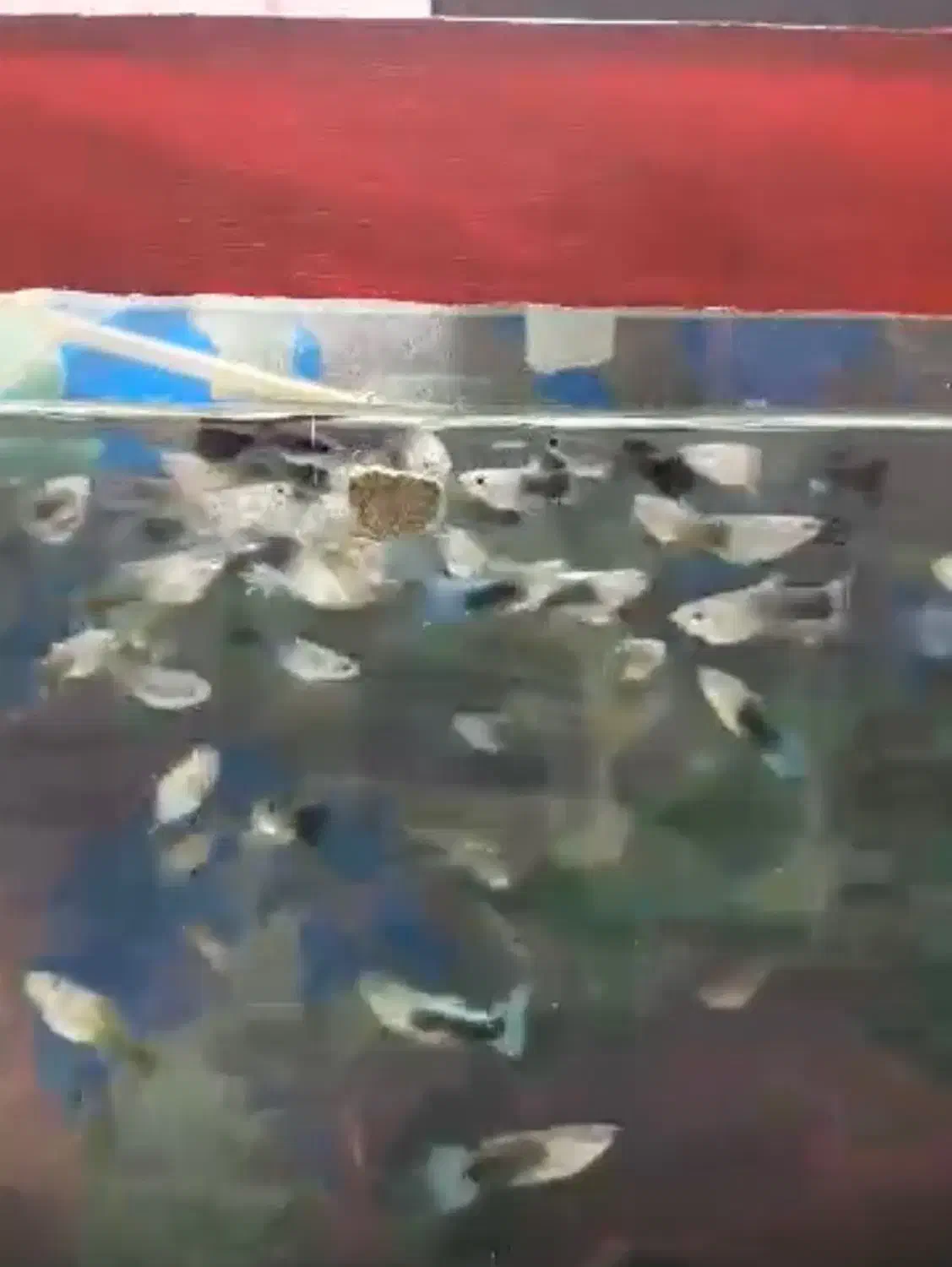 ماهی گوپی نژاد|ماهی|مرودشت, تامین اجتماعی‎|دیوار