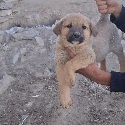 سگ سرابی اصیل|سگ|بیستون, |دیوار