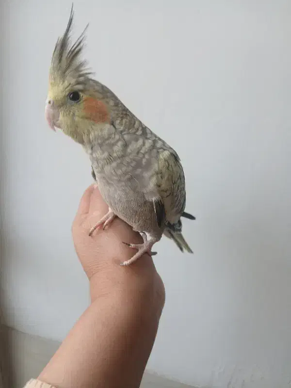 عروس هلندی|پرنده|شیراز, دست خضر|دیوار