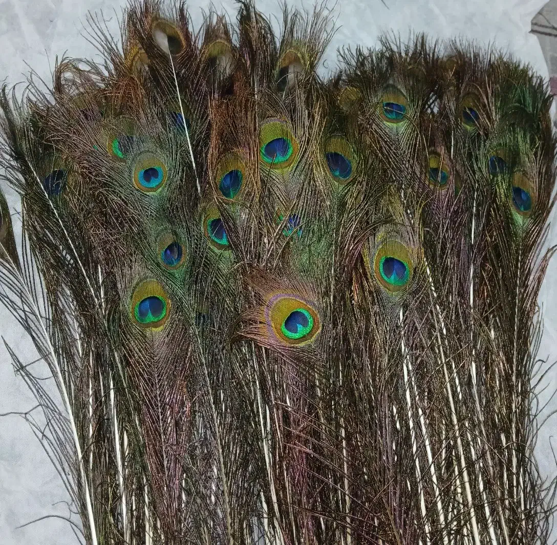 پرطاووس هندی|صنایع دستی و سایر لوازم تزئینی|تهران, افسریه شمالی|دیوار