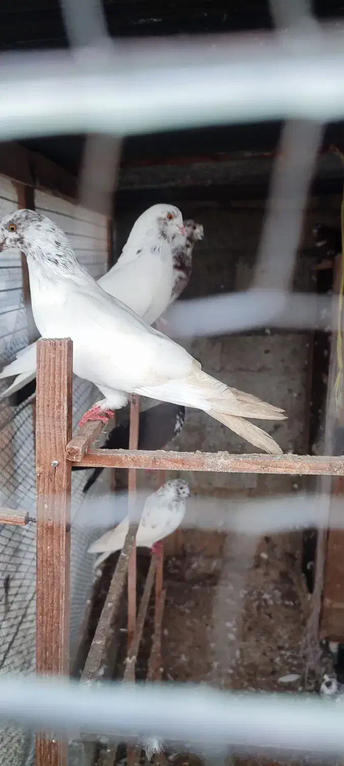 کبوتر|پرنده|رضوانشهر, |دیوار