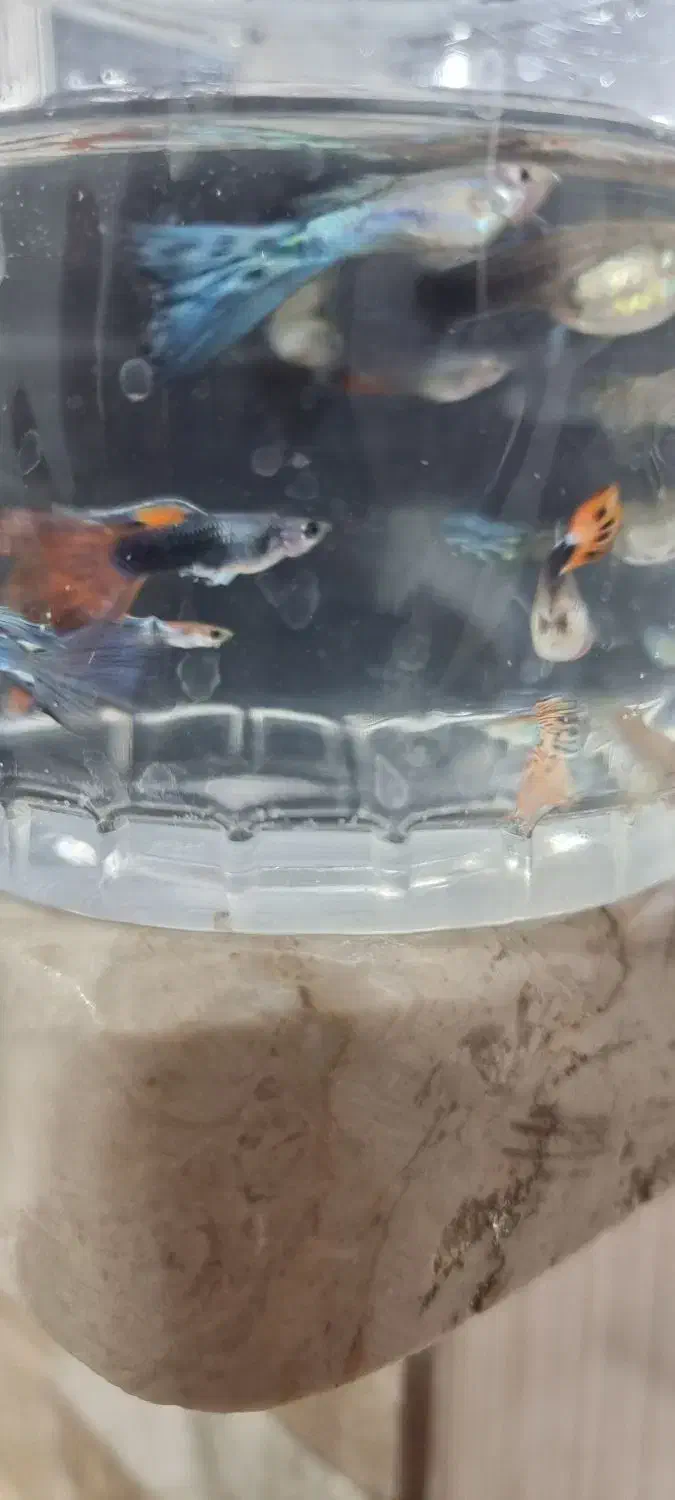 ماهی محبوب و زیبا آکواریوم|ماهی|گرگان, |دیوار