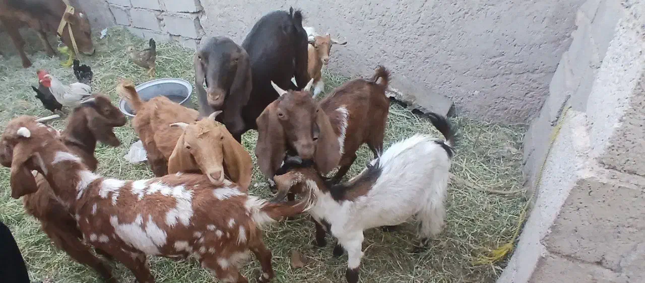 گوسفند با گاو|حیوانات مزرعه|نرماشیر, |دیوار