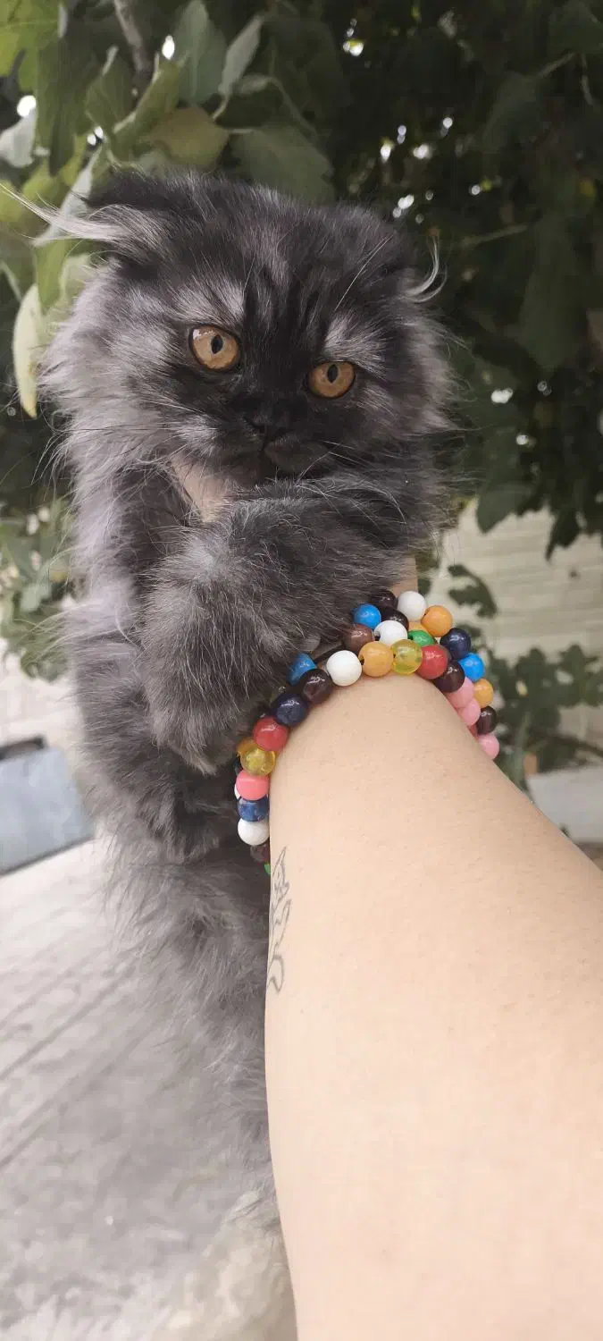 توله گربه نژاد دار|گربه|شیراز, تندگویان|دیوار