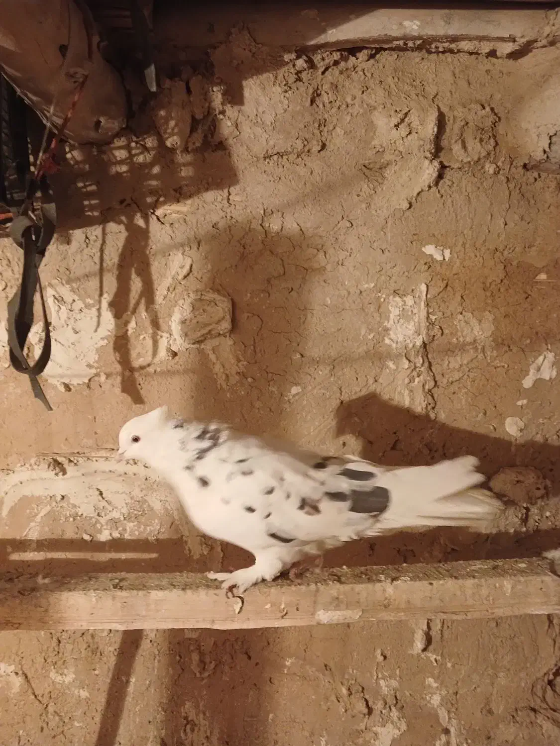 نرپشتار|پرنده|زالیان, |دیوار