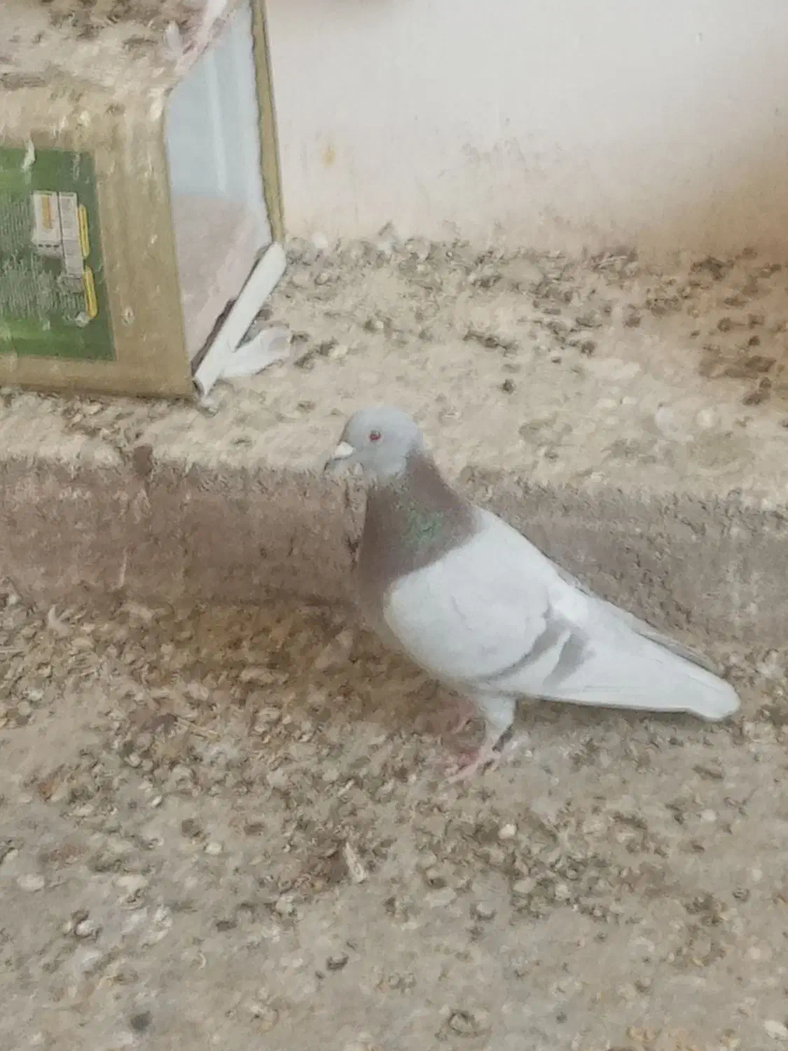 اوقون نر فروشی|پرنده|سرایان, |دیوار