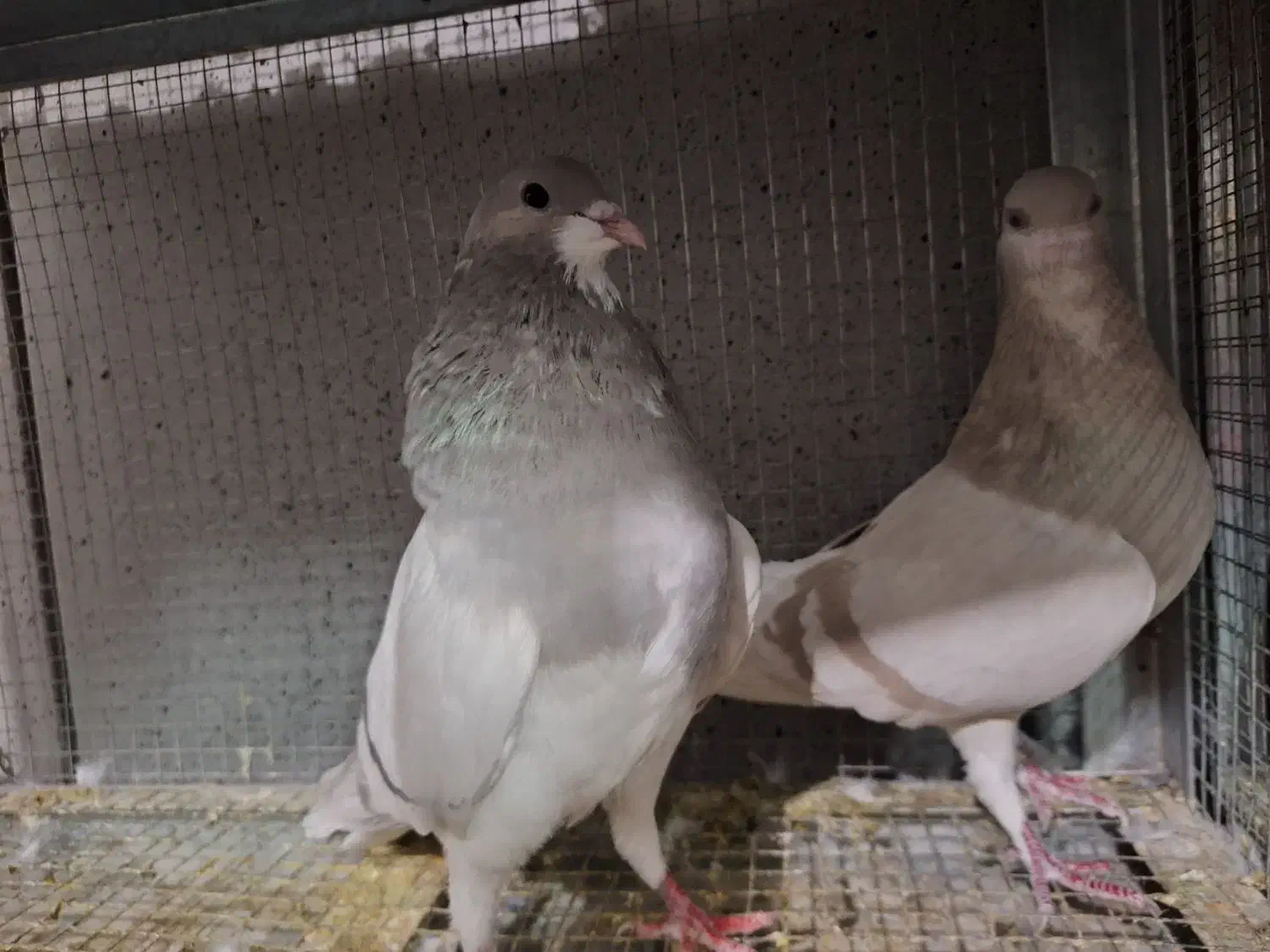 خرقه روس نقره ای|پرنده|اصفهان, عطار نیشابوری|دیوار